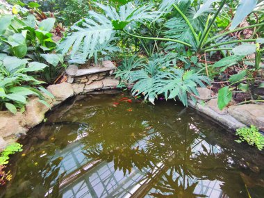 Süslü bahçedeki egzotik bitkiler ve çiçekler arasında Japon balıklı yapay göl.