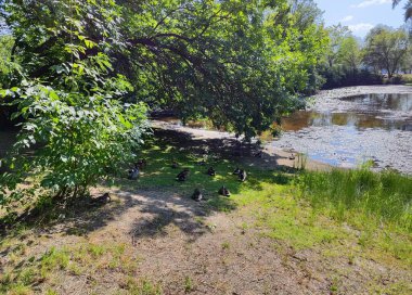 Hydropark 'taki gölün kıyısında oturan ördekler.