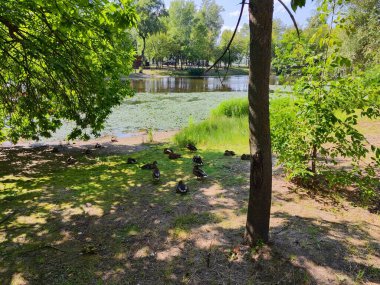 Ducks sitting in the shade of trees on the shore near the lake in Hydropark clipart