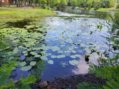 Kiev, Hydropark 'taki gölün manzarası - çiçek açan nilüferler