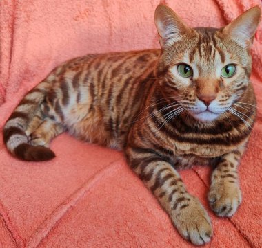 Sandalyede oturan Bengal kedisi (Tekir rengi)