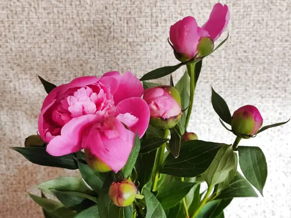 Çiçek buketi pembe şakayıklar