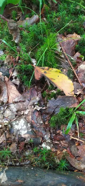 Ormandaki kuru sonbahar yapraklarının arasında yosun.