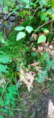 Yaremche, Ukrayna 'da bir ormanda yosun, kuru yapraklar ve ağaç yaprakları.
