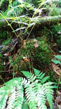 Moss, dry branches and fern shoots in the Carpathian forest, Ukraine clipart