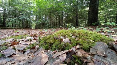 Moss and autumn brown leaves in the Carpathian Forest, Ukraine clipart