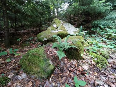 Moss on stones, fern and autumn brown leaves in the Carpathian forest, Ukraine clipart