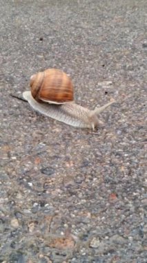 Yağmurdan sonra ıslak asfaltta sürünen salyangoz.