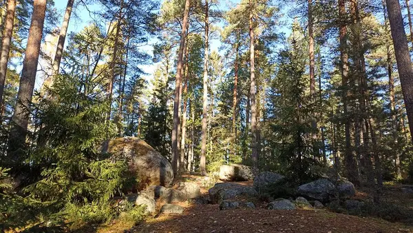 Finlandiya 'da büyük kaya parçalı orman sahnesi