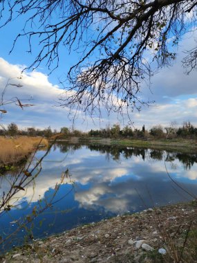 Orman deresinde sakin bir yansıma