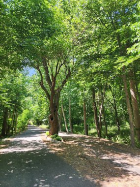 Huzurlu orman sahnesi - içi boş bir ağaç