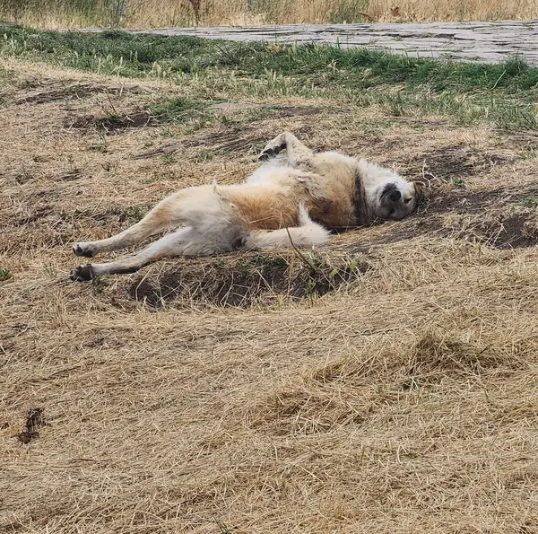 Köpek yerde mutlu bir şekilde yuvarlanıyor.