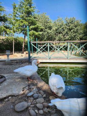 Beyaz kazlar göletin kenarında dinleniyor