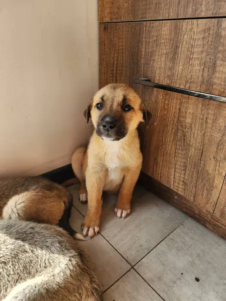 Odanın köşesinde oturan sevimli köpek yavrusu.