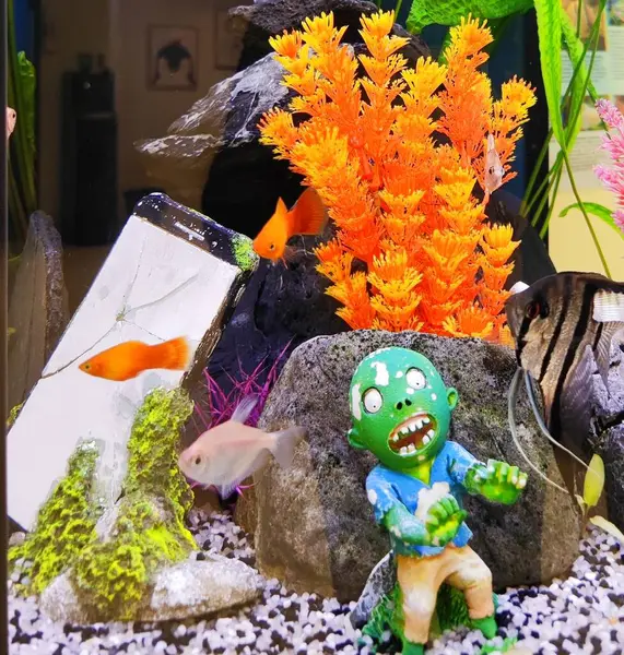 Renkli balık ve süslemeli akvaryum