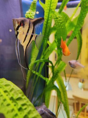 Akvaryumda üç renkli balık