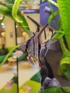 Akvaryum tankında yakın plan melek balığı.