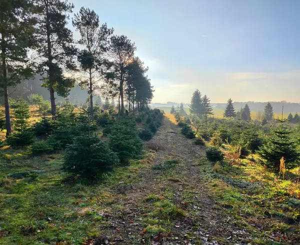 Kozalaklı ağaçların arasından geçen yol