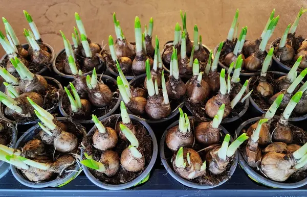 Sıralar dolusu yeşil filizler - çiçek soğanları