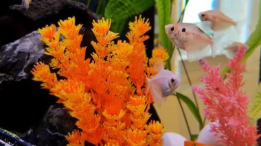 Suyun altında yaşam: canlı akvaryum vitrini