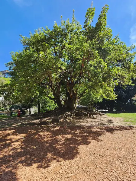Eco Park, Arjantin 'de geniş yüzey köklerine sahip görkemli bir ağaç.