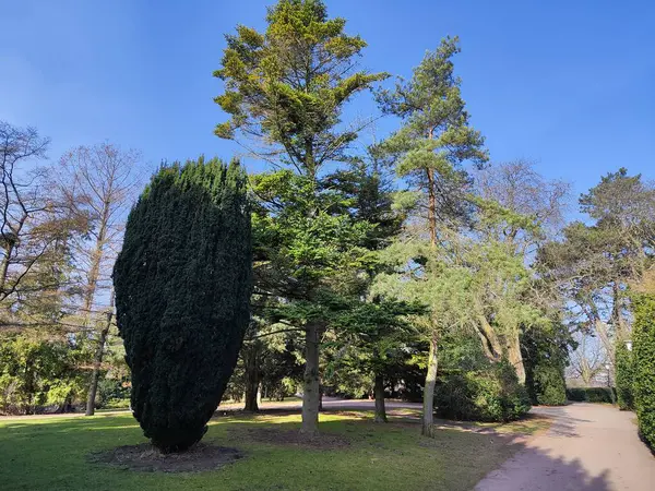 King 's Park' ta (Kungsparken) çeşitli ağaç türleri