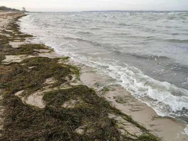 Deniz yosunu gel-git dalgalarıyla kıyıya vurdu - Rydebck, İsveç