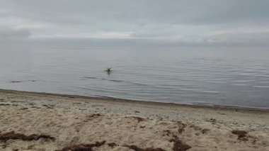 Köpek kıyı şeridinde sığ deniz sularını keşfediyor.