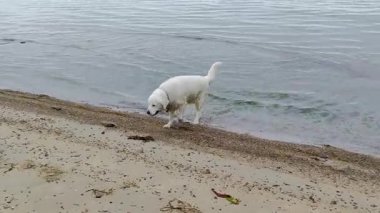 Islak beyaz köpek kıyı şeridini keşfediyor