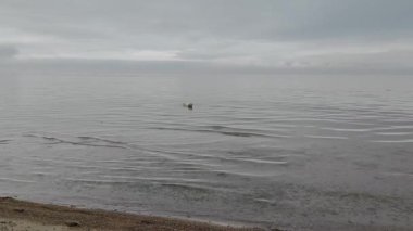 Çakıl taşlı sahil kıyısında yüzen köpek.