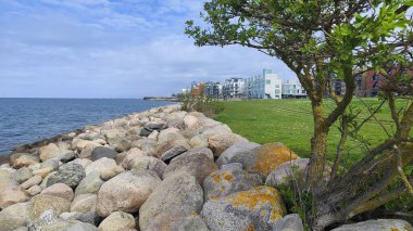 Kayalık kıyı kenti manzaralı ağaç - Malmö, İsveç