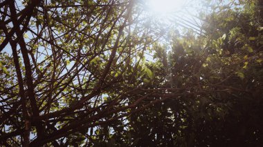 Ormanda yeşil yapraklar