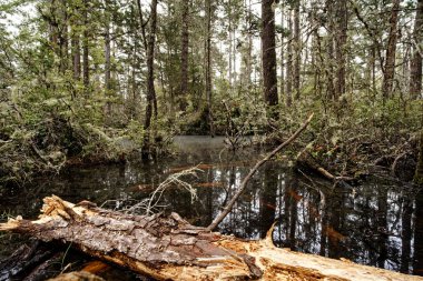 Pygmy Forest Swamp at Van Damme State Park, Little River, CA. High quality photo clipart