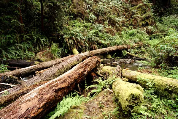 Van Damme Eyalet Parkı 'ndaki Devrilmiş Ağaçlar, Mendocino, California, ABD. Yüksek kalite fotoğraf