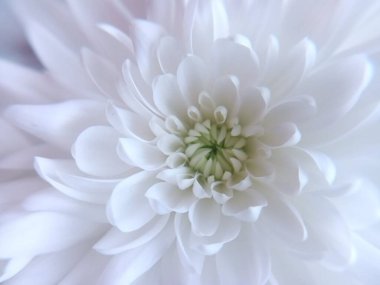 Beyaz kasımpatı çiçeği. Yaklaş.