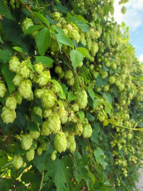 Yakın çekim - yeşil koni ve bira içinde hoplayan