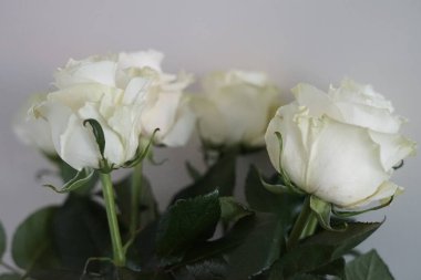 Çiçeklerin açtığı narin çiçekler şenlikli arka plan, pastel ve çiçek kartlarıyla çiçek açıyor. Yüksek kalite fotoğraf