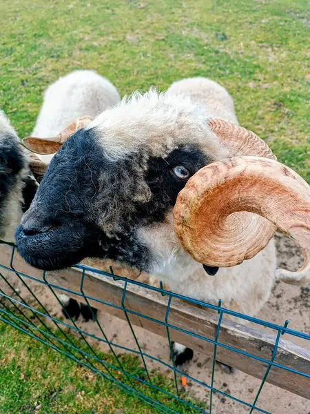 stock image sheep portrait . High quality photo. Mobile vertical photo. 