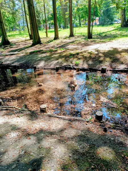 stock image Mommy duck and a little ducking in a pond in a green park in sunlight. High quality photo. Mobile vertical photo. Park walk