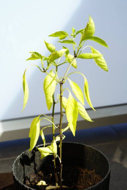 Balkon ev bahçesi hobisi olarak evde ot yetiştiren yeşil biber bitkisi yetiştirdim. Yüksek kalite fotoğraf