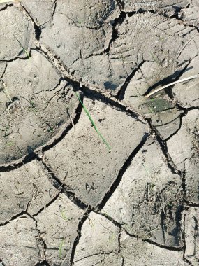 Toprak kuru, toprak toprağını çatlattı yağmur eksikliği küresel ısınma suyu kıtlığı çölü. Yüksek kalite fotoğraf