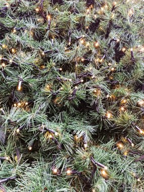 Yılbaşı tatilinde ışıkları yanan yeşil bir Noel ağacı. Yüksek kalite fotoğraf