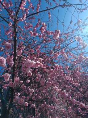 Pembe sakura kiraz çiçekleri çiçek açar. Park mavi gökyüzü bahçesini kaplar. Bahar mevsiminin doğal dalları. Japon yaprak bahçesi. Yüksek kalite fotoğraf