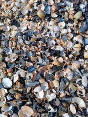 Kırık deniz kabuğu parçaları ve deniz kabuğu kırıntılarıyla kaplı plaj manzarası. Okyanus, deniz, sahil, tatil, tatil, keskin. Yüksek kalite fotoğraf