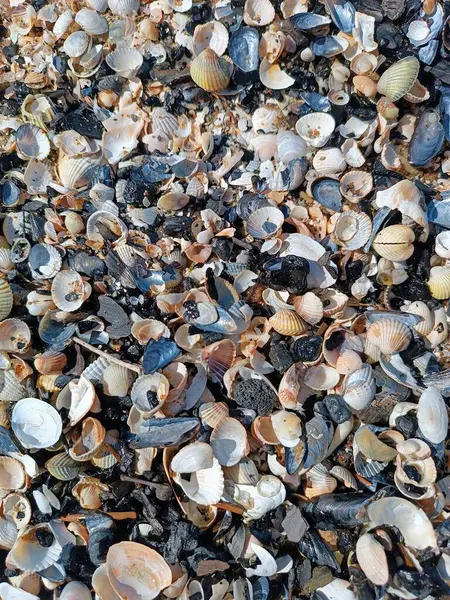 Kırık deniz kabuğu parçaları ve deniz kabuğu kırıntılarıyla kaplı plaj manzarası. Okyanus, deniz, sahil, tatil, tatil, keskin. Yüksek kalite fotoğraf