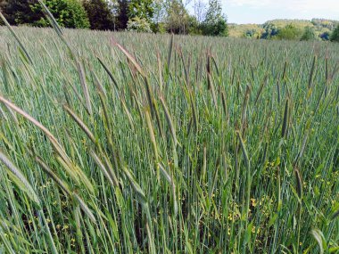 Bahar tarlasında taze yeşil buğday taze kulaklar. Tarım sahnesi. Yüksek kalite fotoğraf