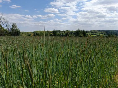 Bahar tarlasında taze yeşil buğday taze kulaklar. Tarım sahnesi. Mavi gökyüzü, yaz güneşli bir gün. Yüksek kalite fotoğraf