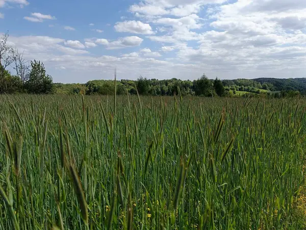 Bahar tarlasında taze yeşil buğday taze kulaklar. Tarım sahnesi. Mavi gökyüzü, yaz güneşli bir gün. Yüksek kalite fotoğraf