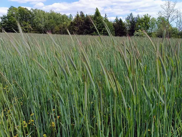Bahar tarlasında taze yeşil buğday taze kulaklar. Tarım sahnesi. Mavi gökyüzü, yaz güneşli bir gün. Yüksek kalite fotoğraf
