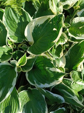 Canlı bir ev sahibi görüntüsü, beyaz kenarlı zengin yeşil renkli yapraklar sergiliyor. Bahçe tutkunları ve doğa severler için ideal..